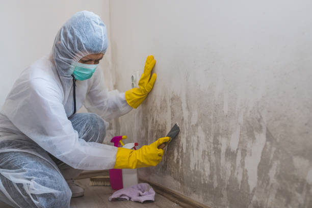 Best Mold Odor Removal Services  in East Sparta, OH